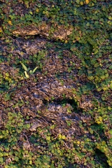 下から照らされる緑に覆われた石壁