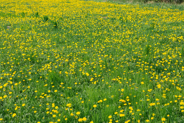 Field of yellow dandelion and grass