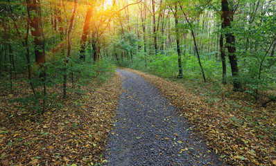 walkway im autumn park