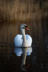 Beautiful white swan swimming in small pond.