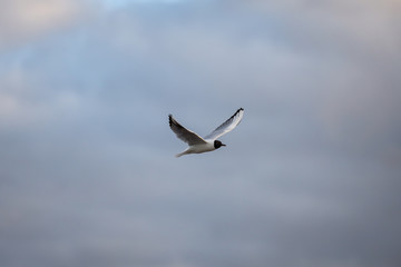 Seagull Fling near docks on the cloudy evening cloud background.