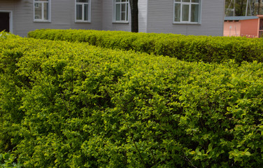 Green hedge near the house.Geometric shrub landscape design