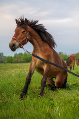Konie spacerujące po polanie.