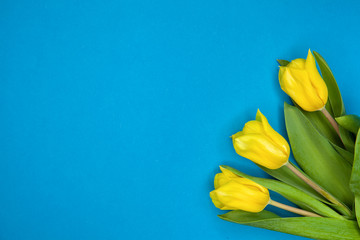 Three yellow tulips on a blue background.