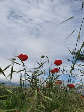 Flowred