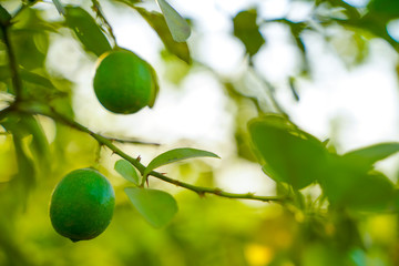 fresh green lemon on tree