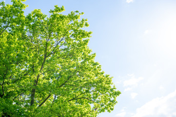 Blue sky, sun and fresh green.