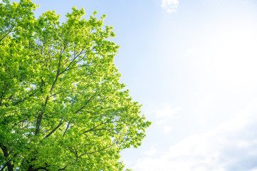 Blue sky, sun and fresh green.