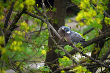 A beautiful loving couple of gray pigeons on a tree branch.