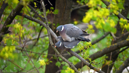 A beautiful loving couple of gray pigeons make love on a tree branch. Birds during mating.