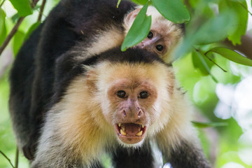 White faced capuchin with its baby