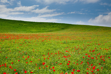 Blooming meadow of red poppies. Beautiful summer landscape with blooming poppies field. Kyrgyzstan Tourism and travel.