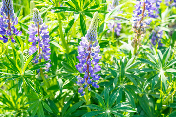 purple delfphinium in a green field