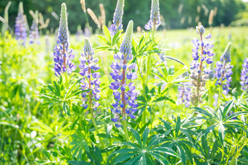 purple delfphinium in a green field