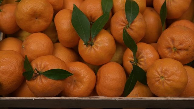 Fresh orange clementines with green leaves, close view