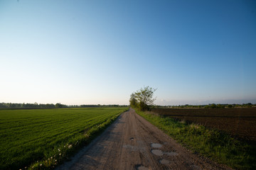 Fototapeta na wymiar Droga w polach 