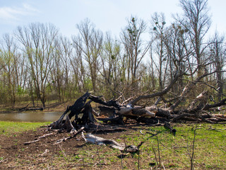 dead tree in the forest