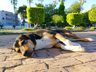 Abandoned homeless stray dog sleeping on the street