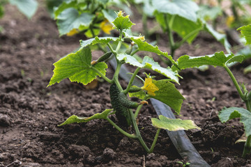 Growing cucumbers in the greenhouse.