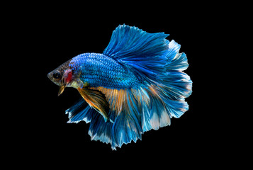 betta Fish Siamese Fighting Betta Splendens Plakad isolates on black