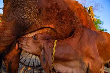 Mother's Love - Indian Cow feeding calf