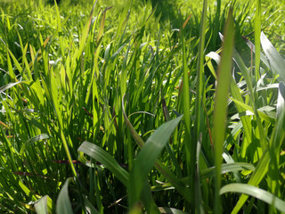 green grass in spring and sunshine