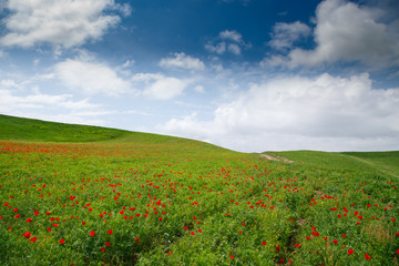 Red poppies beautiful flowering meadow with poppies on a background of blue sky. Beautiful spring and summer natural background. Tourism and travel