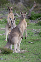 Three kangaroos