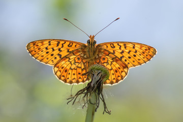 Obraz premium Nymphalidae / Beyaz İnci / / Boloria euphrosyne