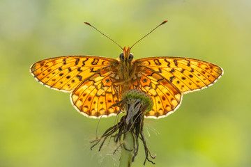 Nymphalidae / Beyaz İnci / / Boloria euphrosyne