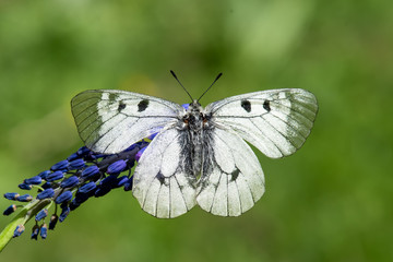 Papilionidae / Dumanlı Apollo / / Parnassius mnemosyne