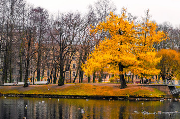 yellow tree in the park 
