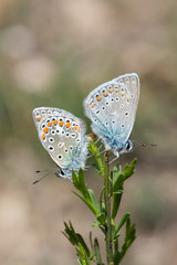 Lycaenidae / Çokgözlü Mavi / / Polyommatus icarus