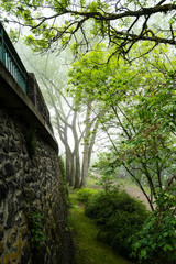 Fototapeta premium parc dans la brume