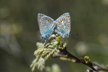 Lycaenidae / Çokgözlü Mavi / / Polyommatus icarus