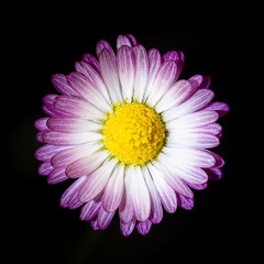 Daisy with white and purple petals on a black background