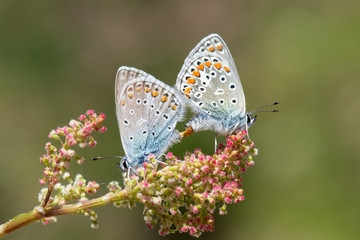 Lycaenidae / Çokgözlü Mavi / / Polyommatus icarus