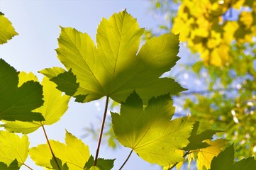 maple leaves in the sun