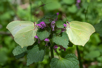 Pieridae / Orakkanat / / Gonepteryx rhamni