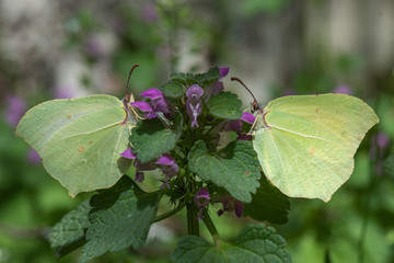 Pieridae / Orakkanat / / Gonepteryx rhamni