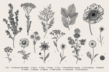 Vintage vector botanical illustration. Set. Autumn flowers, berry and leaves. Black and white © OlgaKorneeva