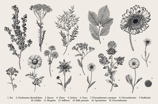 Vintage vector botanical illustration. Set. Autumn flowers, berry and leaves. Black and white