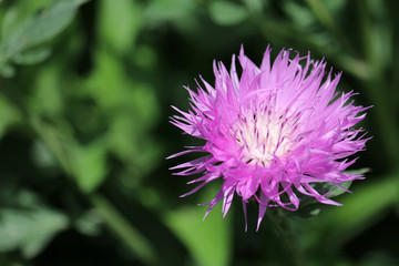 Purple cornflower close-up. Field flower cornflower. Cornflower on a blurred background. Flower of the Aster family.