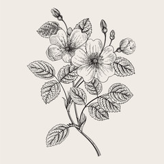 Rose hip. Wild rose. Botanical vector illustration. Black and white