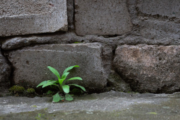 plant in the stone