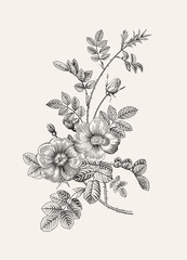 Rose hip. Wild rose. Botanical floral vector illustration. Black and white