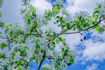 A blooming apple tree against a blue sky.