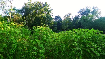 green grass and trees