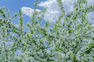 Blooming Apple tree in spring against the blue sky.