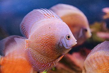 Obraz premium DISCUS ДИСКУС